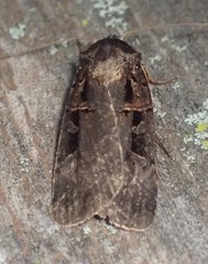 Pseudohermonassa tenuicula