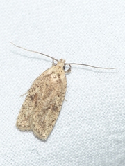 Agonopterix assimilella