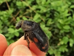 Nicrophorus pustulatus