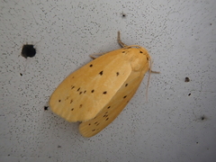 Stigmatophora flava leacrita