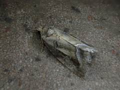 Protodeltote wiscotti