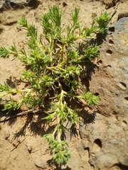 Scleranthus orientalis