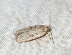 Agonopterix ocellana