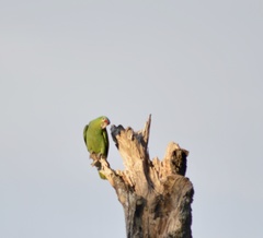 Amazona autumnalis salvini