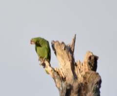 Amazona autumnalis salvini