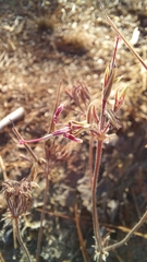 Pelargonium asarifolium