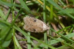 Agonopterix propinquella