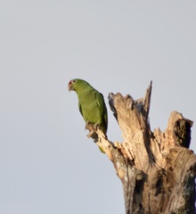 Amazona autumnalis salvini