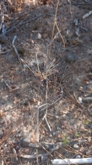 Pelargonium asarifolium