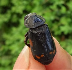 Nicrophorus pustulatus