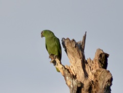 Amazona autumnalis salvini