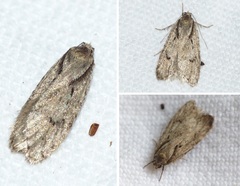 Semioscopis avellanella