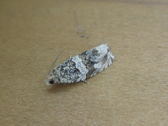 Celypha doubledayana