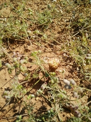 Bifora testiculata