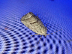 Phyllophila obliterata