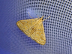 Daulia afralis
