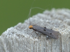 Spuleria flavicaput