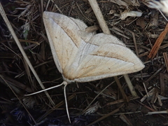 Chariaspilates formosaria