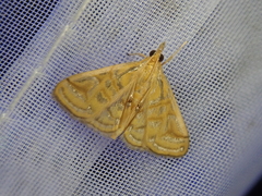 Daulia afralis