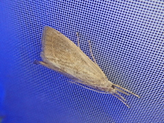 Pseudobissetia terrestrellus