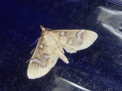 Cotachena pubescens