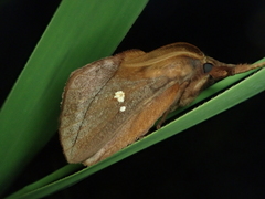 Euthrix albomaculata directa