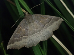 Arytrura musculus