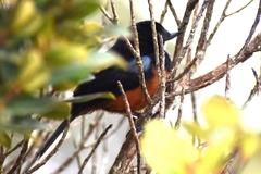 Diglossa gloriosissima