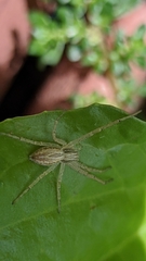 Tibelloides