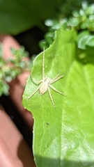Tibelloides