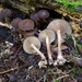 Agrocybe firma - Photo (c) huafang, μερικά δικαιώματα διατηρούνται (CC BY-NC), uploaded by huafang