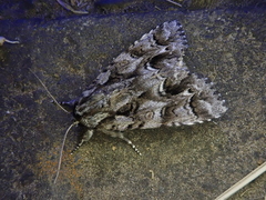 Acronicta digna