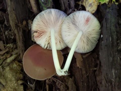 Pluteus americanus