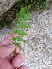 Asplenium adiantum-nigrum