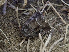 Protodeltote wiscotti