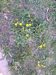Taraxacum officinale