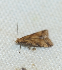 Brachmia blandella