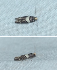 Recurvaria leucatella