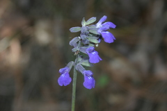 Salvia urolepis