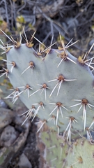Opuntia rastrera