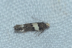 Recurvaria leucatella