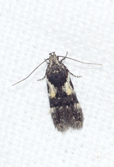 Teleiodes luculella