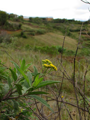 Psiadia salviaefolia
