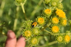Neocapsus