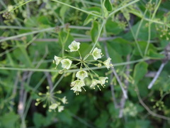 Commicarpus