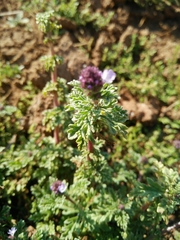 Verbena supina