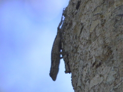 Urosaurus bicarinatus