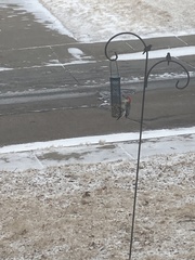 Melanerpes carolinus