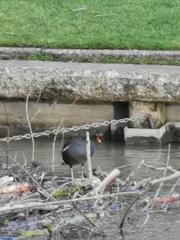 Gallinula chloropus