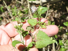 Tamaulipa azurea